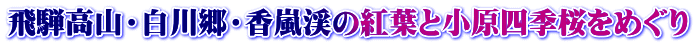 飛騨高山・白川郷・香嵐渓の紅葉と小原四季桜をめぐり